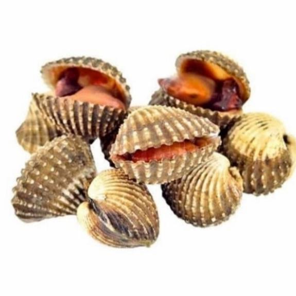 Gambar Kerang dara fresh - 500gr dari Almairastore2 undefined Tokopedia
