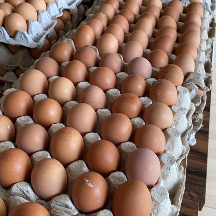 Gambar Telur Ayam Negeri standar makassar dari Telurmakassar undefined Tokopedia