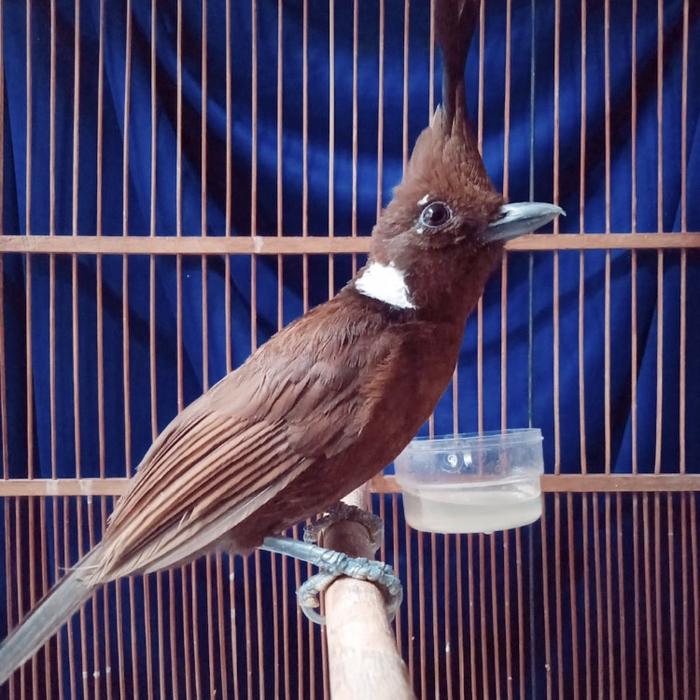 Burung Cililin Jual burung cililin coklat - Kota Bandung - Burung-burung | Tokopedia