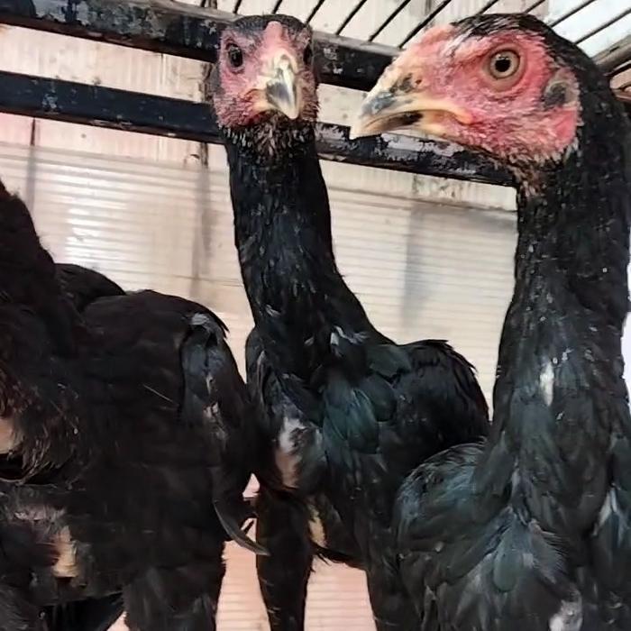 Gambar anak ayam bangkok jantan umur 3 bulan dari agustole undefined Tokopedia