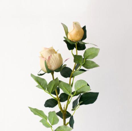 Gambar Bunga 2 Kuntum Warna Retro - dry champagne dari Fryingfat Grocery undefined Tokopedia