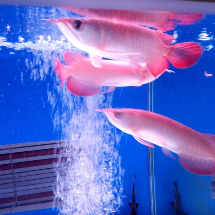 Gambar ikan arwana super red berkualitas dari Asia Fish &amp; Fish Food undefined Tokopedia
