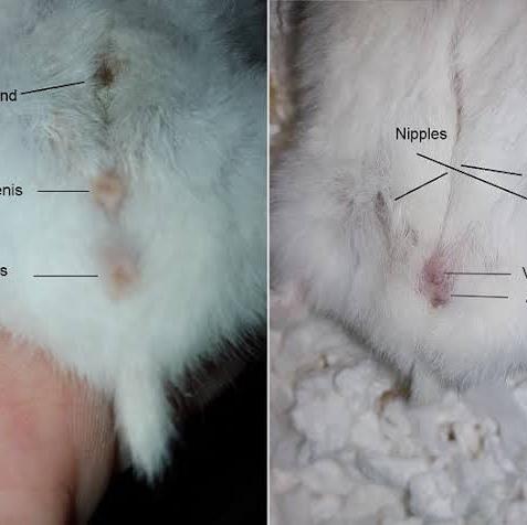 Gambar tersedia berbagai jenis hamster dari dp hamster medan undefined Tokopedia