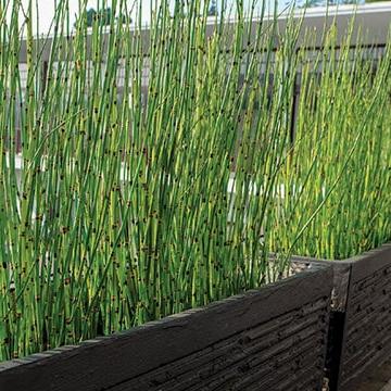 Bambu Air (Equisetum hyemale): Potensi Diuretik dari Tanaman Obat Keluarga