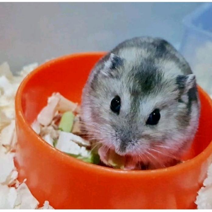 Gambar Hamster cambel dari Hamstermania21 undefined 5 Tokopedia