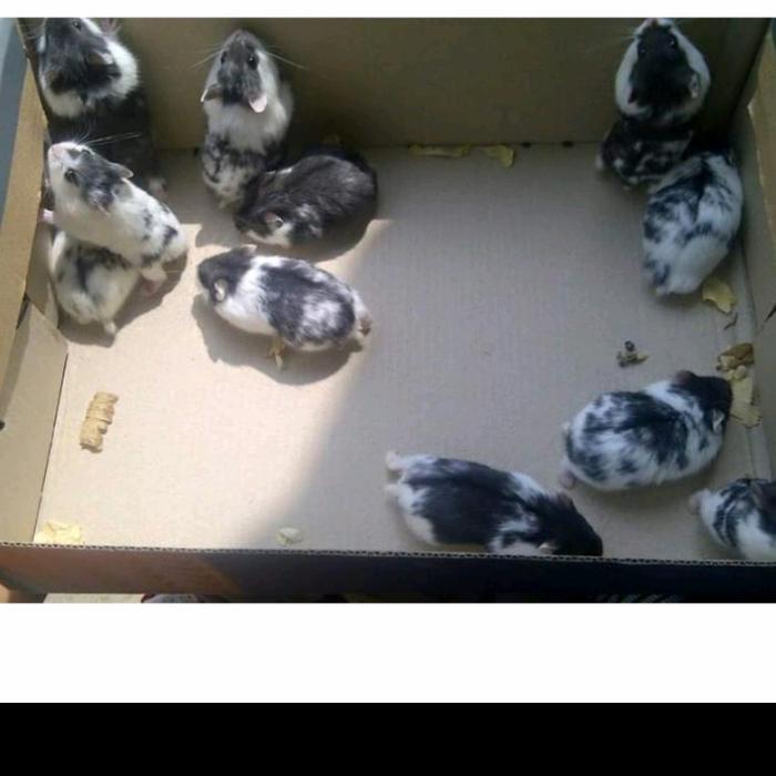 Gambar hamster camble panda jawa barat - camble panda, betina dari Hamstermania21 undefined Tokopedia