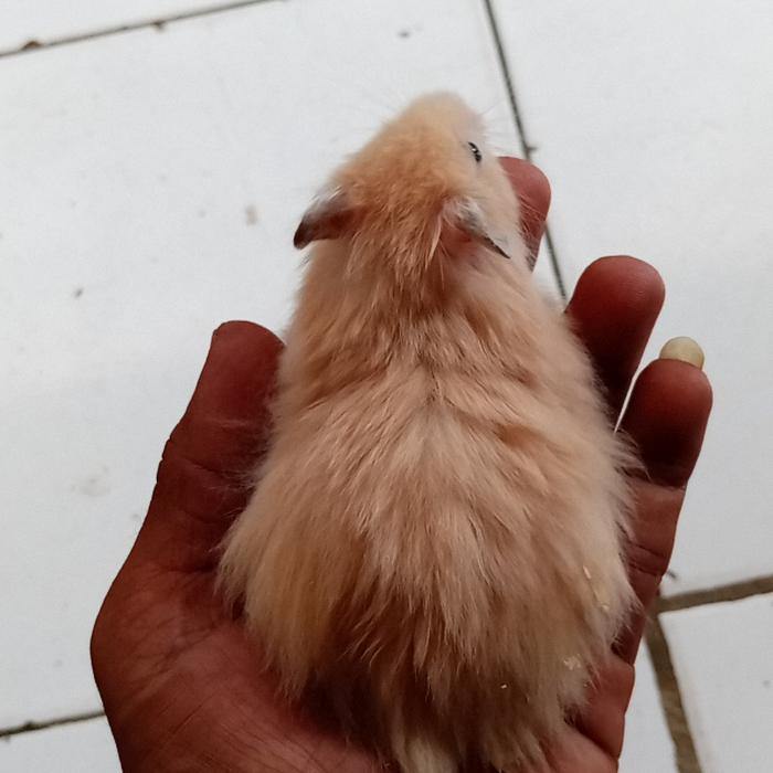 Gambar hamster syrian long hair - syrian LH, betina dari Hamstermania21 undefined Tokopedia