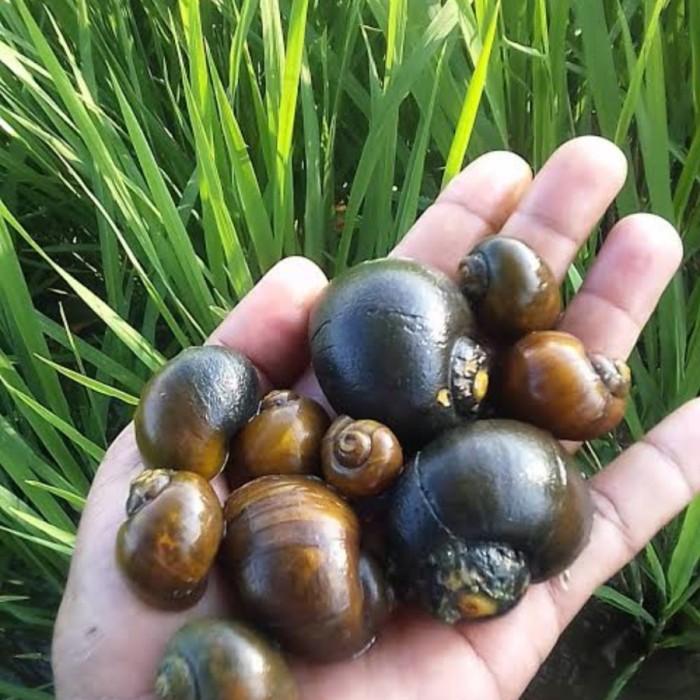 Gambar keong mas keong sawah hidup fresh 1kg dari Numamart undefined Tokopedia