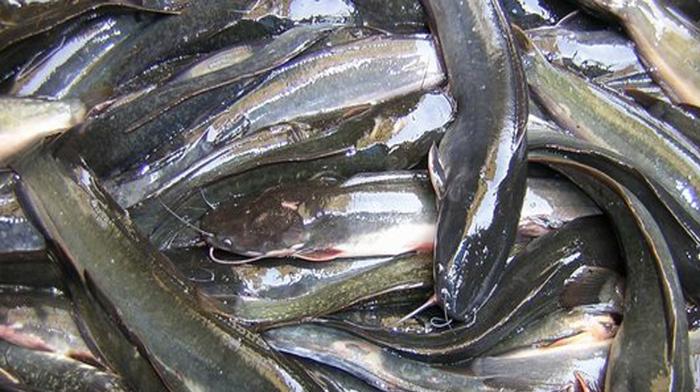 Gambar Ikan lele - 1/2 kg dari LaukpaukMedan undefined Tokopedia