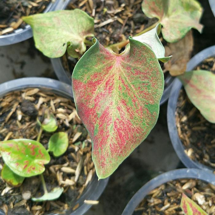 Gambar Caladium Rainbow | Tanaman Hias Keladi - Anakan dari Plantme by Arundina undefined Tokopedia