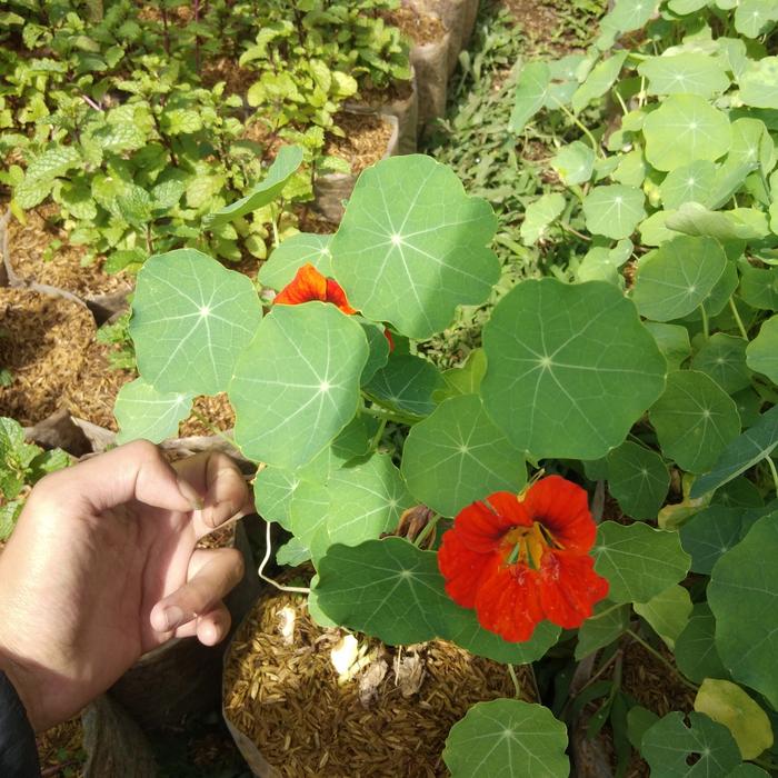 Gambar bunga nasturtium tanaman hidup dari ristavaflorist undefined Tokopedia