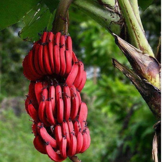 Gambar bibit tanaman buah pisang kidang pisang merah super dari Brilian bibit tanaman undefined Tokopedia
