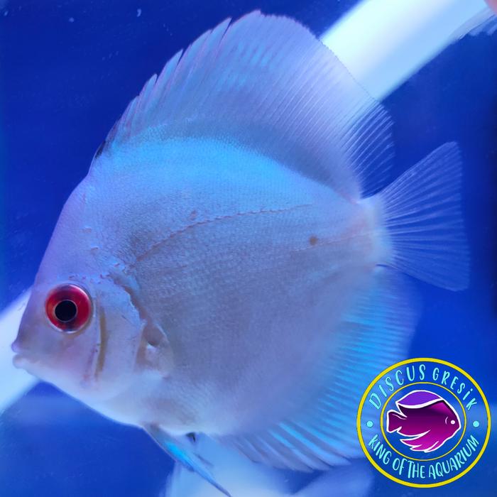 Jual Ikan Discus Size inch Red Marlboro Gresik Discus