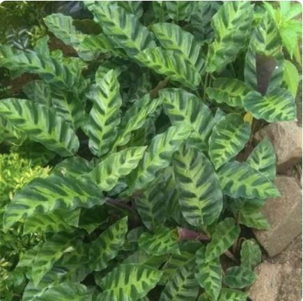 Gambar Tanaman Hias Calathea // calatea - calatea Louisae dari Mall.tamanmini.Indonesia undefined Tokopedia