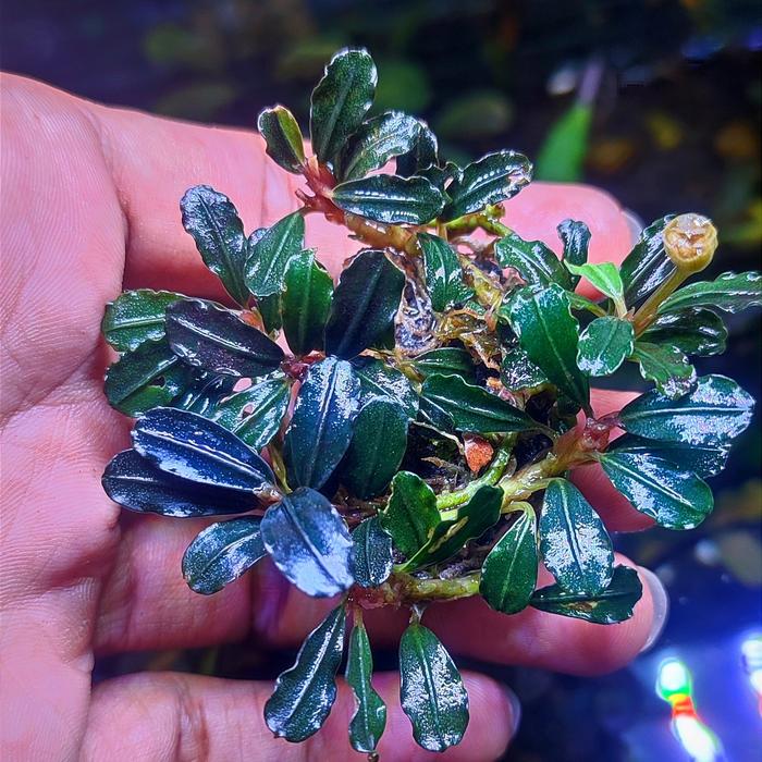 Gambar Bucephalandra buce mini phantom - Biru dari Aquatic_plant undefined Tokopedia