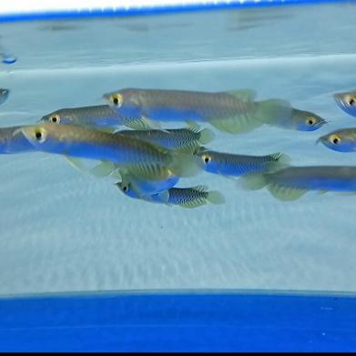 Gambar ikan arwana green pino dari bang_buluk undefined Tokopedia