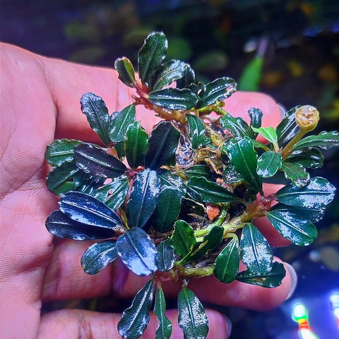 Bucephalandra Godzilla mini ブセファランドラ Bucephalandra Godzilla mini ブセファランドラ