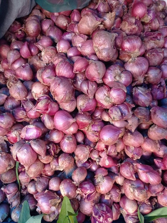 Gambar Bawang Merah - 1 kg dari LaukpaukMedan undefined Tokopedia