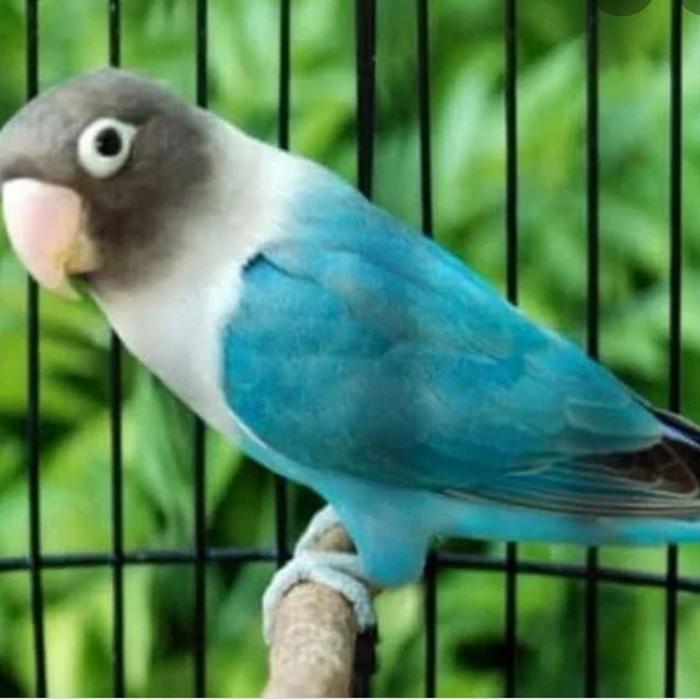 Best cobalt blue lovebird 2025