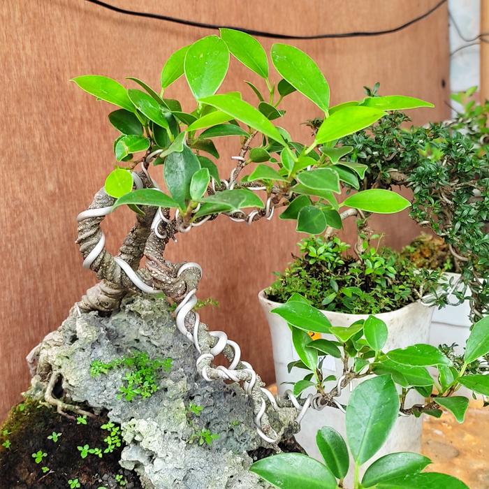 Gambar Bonsai Ficus Kimeng cascade on the rock dari Bonsai_Limited undefined Tokopedia