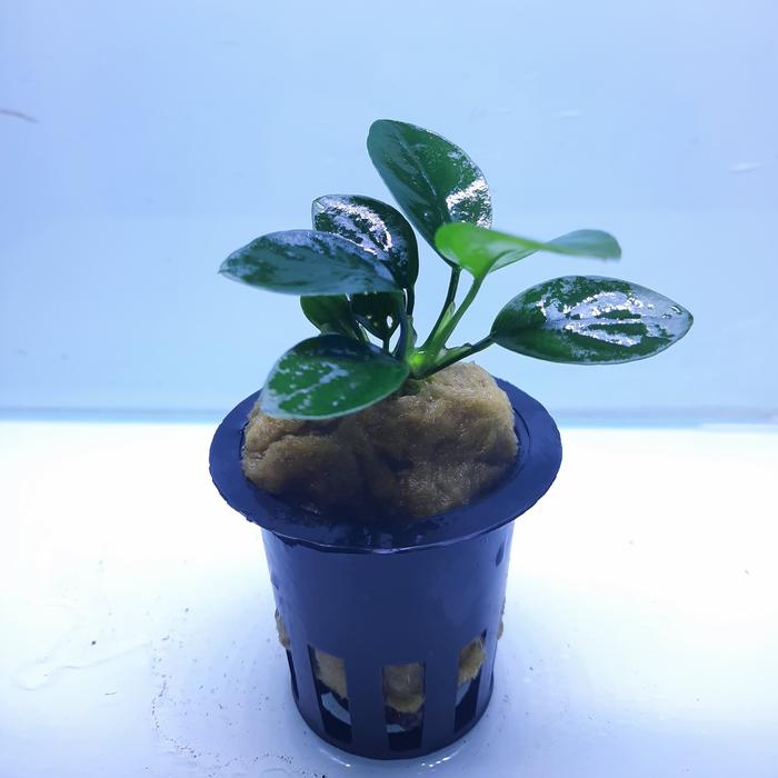 Gambar Anubias Nana Full daun air | Tanaman Aquarium aquascape - Size S dari AMAT AQUASCAPE undefined 2 Tokopedia