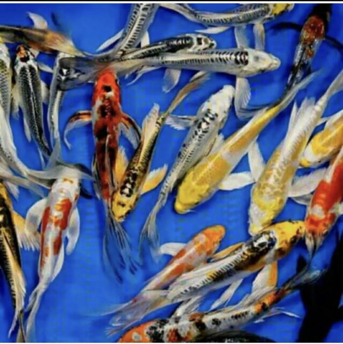 Gambar Ikan mas koi slayer ukan 10/15cm paketan 10/15 ekor - 10 ekor dari AJJUL undefined Tokopedia