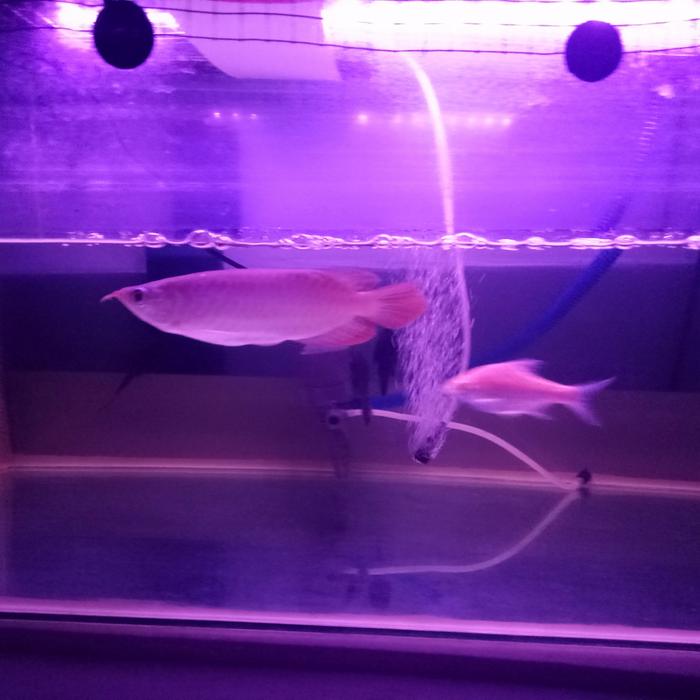 Jual Ikan arwana super red semi short body SSB 25 cm - Kota Surabaya