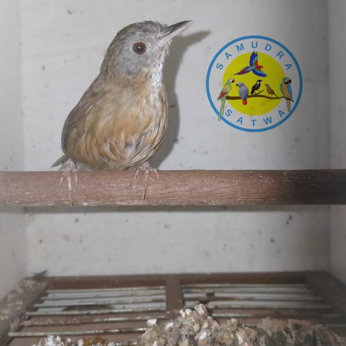Harga Burung Wambi Jual Burung Wambi Mini Betina - Jakarta Selatan - SAMUDRA SATWA | Tokopedia