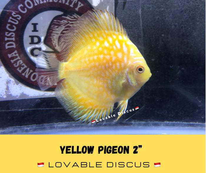 Gambar Poster Discus Red Melon Pigeon 2" inch - Yellow Pigeon dari Lovable Discus Cimahi undefined Tokopedia