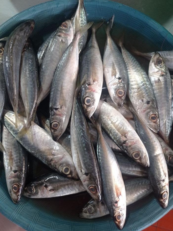 Gambar Ikan Dencis Biasa - 1/2 kg dari LaukpaukMedan undefined Tokopedia