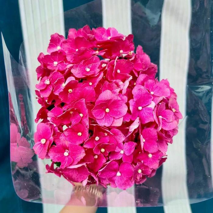 Gambar Fresh Hortensia Hydrangea Flower Bunga Hortensia - Pink dari Fayadh Store undefined Tokopedia