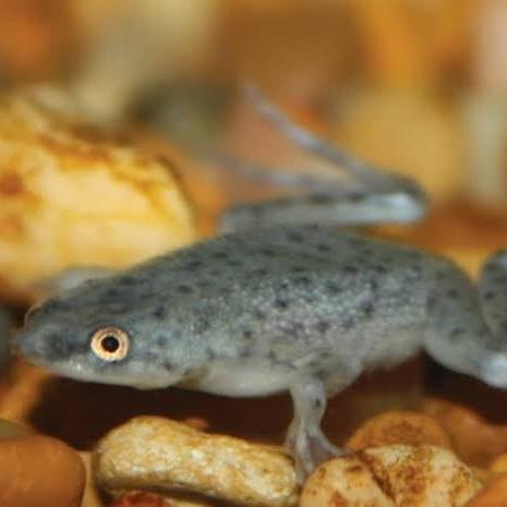 Gambar african dwarf frog - Hitam dari OmKenStore undefined Tokopedia
