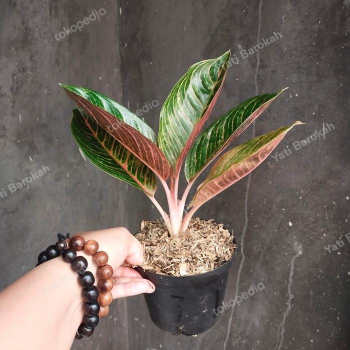 Gambar Aglonema Kresna Gold dari Yati Barokah undefined Tokopedia