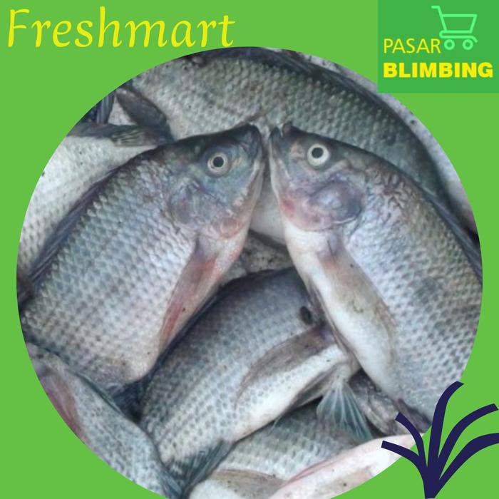 Gambar Ikan Mujaer dari Pasar Blimbing Malang undefined Tokopedia