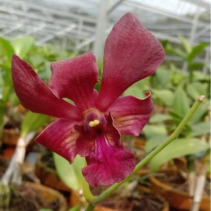 Gambar Anggrek Dendrobium Burana Sunshine x Rubby Red dari eva garden undefined Tokopedia