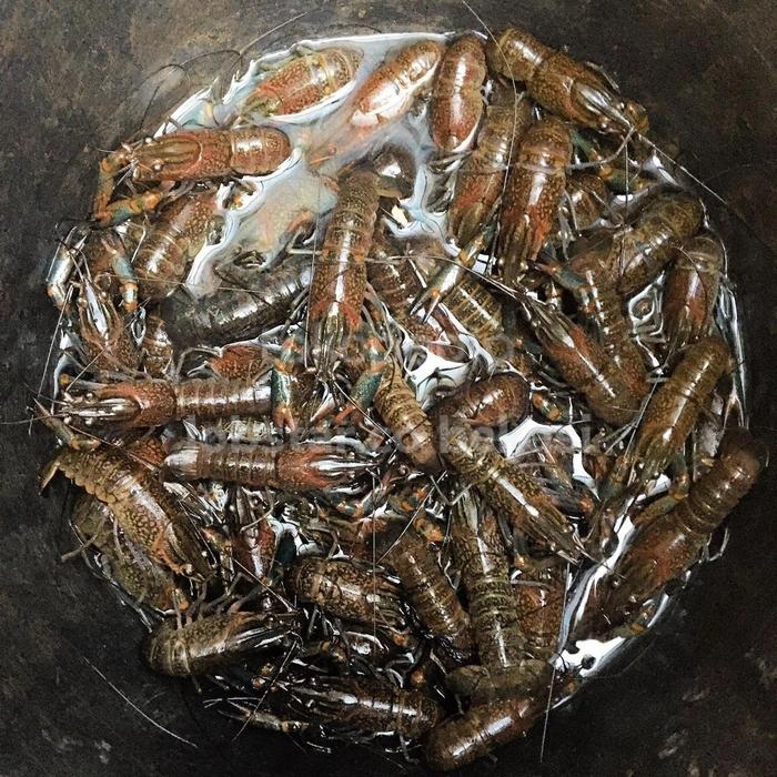 Gambar BIBIT LOBSTER AIR TAWAR 5 CM UP | 2 inch dari lobstar.co bekasi undefined Tokopedia