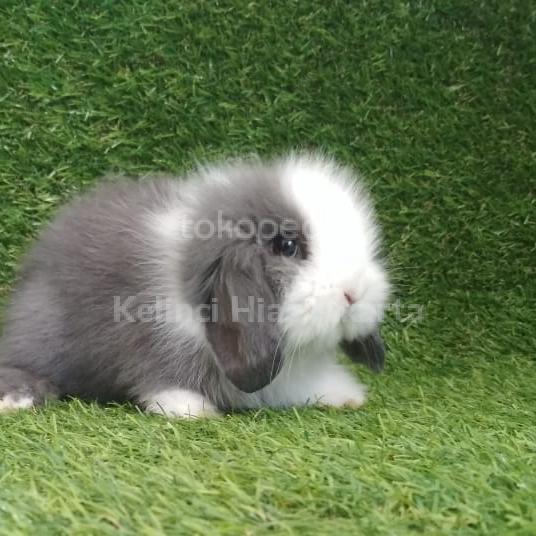 Gambar kelinci hias fuzzi lop fuzzy lop fuzy lop dari Kelinci Hias Jakarta undefined Tokopedia