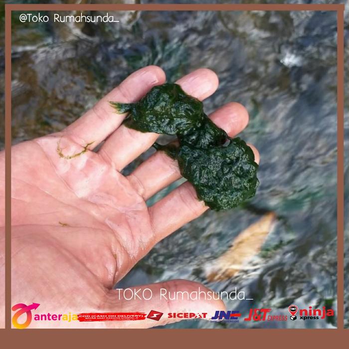 Gambar LUMUT PANCING ATAU LUMUT AIR - UMPAN IKAN DAN MAKANAN IKAN 1kg dari rumahsunda- undefined Tokopedia