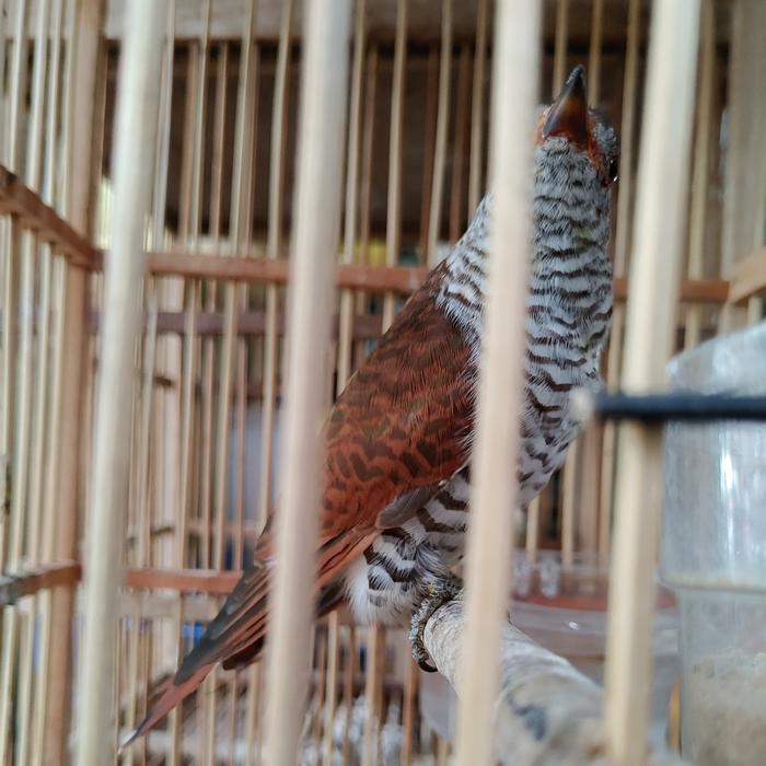 Jual burung kedasih coklat - Jakarta Timur - fariz birdshop | Tokopedia