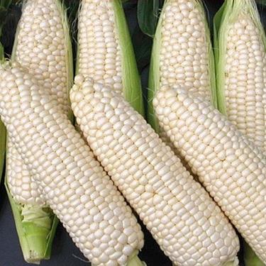 Gambar jagung putih dari Enka Online undefined Tokopedia