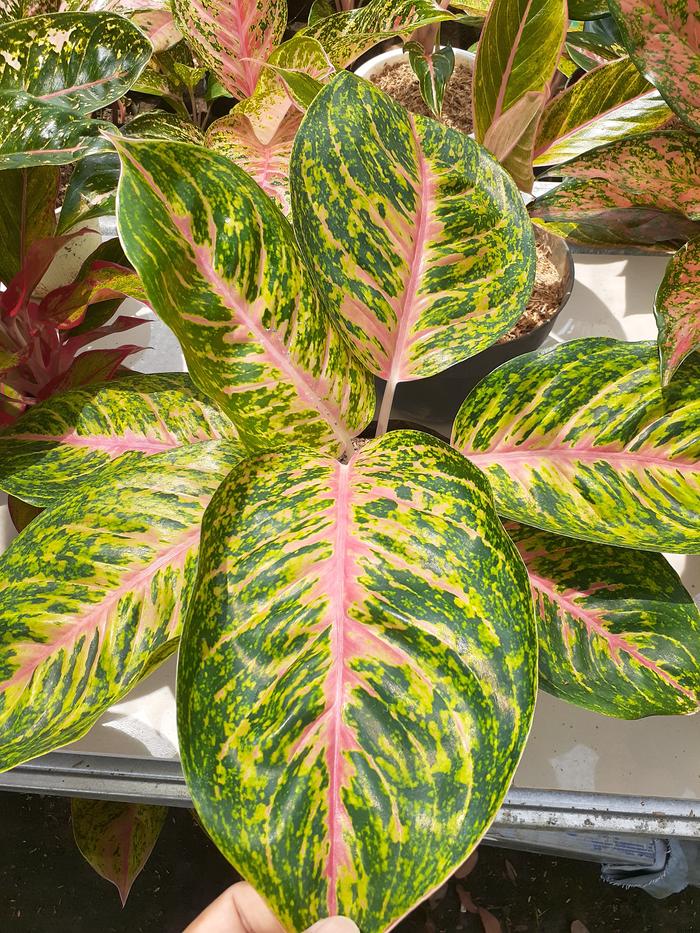 Gambar Aglonema BIG PAPA akar lebat daun sehat dari Green Story undefined Tokopedia
