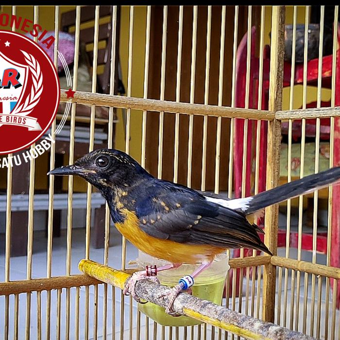 Gambar MURAI BATU MEDAN GARANSI JANTAN dari raya bf undefined Tokopedia