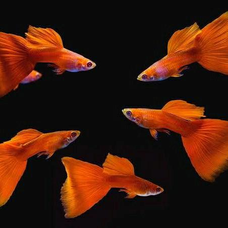 Gambar Hiasan Aquascape/ikan guppy hias/Albino Full Red/AFR/10 ekor/Jantan dari Pojok Bukit Ceria undefined Tokopedia