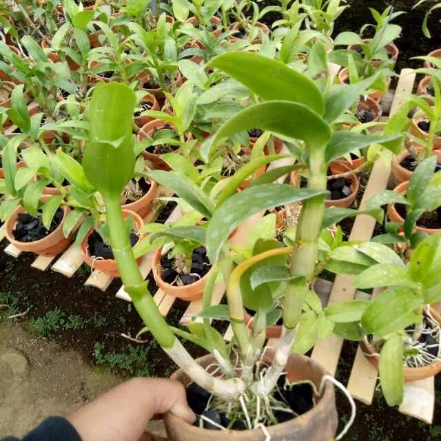 Gambar anggrek dendrobium usia dewasa dari Risma Florist Batu undefined Tokopedia