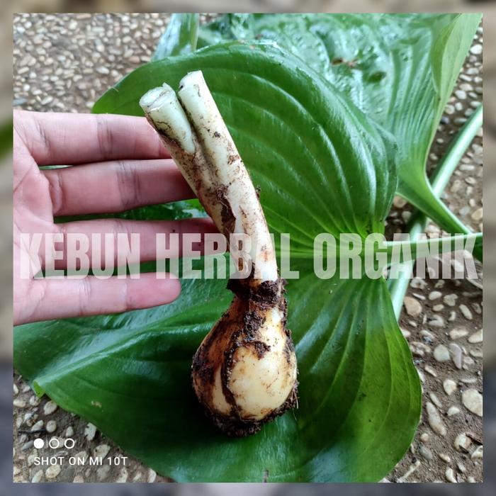 Gambar Tanaman Hias Hosta Plantaginea - Tanaman Langka Cantik - Plantain Lily - UMBI dari Kebun Herbal Organik undefined Tokopedia