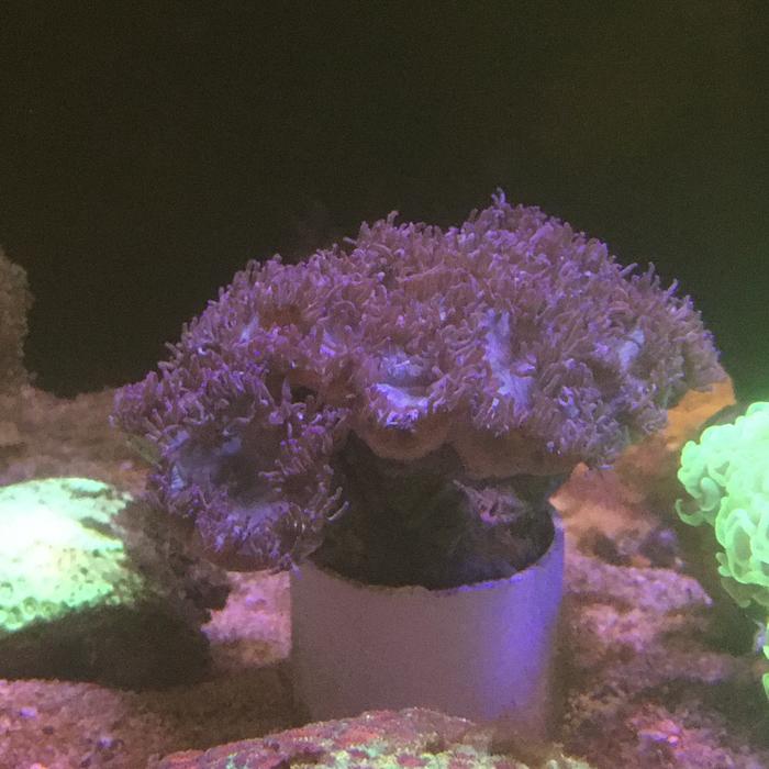 Gambar Coral (Kkk)Kolang kaling kembang Ungu dari FunReef_Bandung undefined Tokopedia