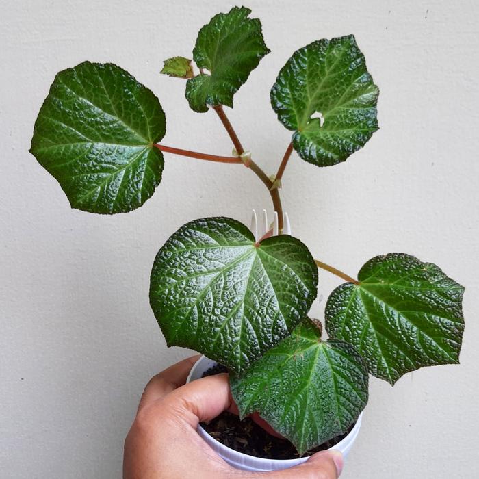 Jual Begonia Orococo Kota Malang Hooked By Knits Tokopedia