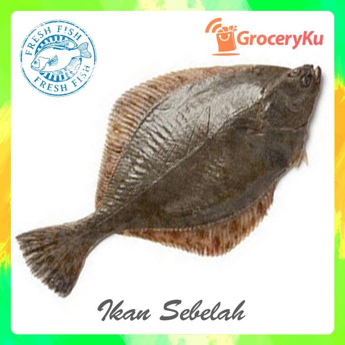 Jual Ikan Sebelah Sole Fish Ikan Mata Satu Basah Segar 1 Kg Kota Tangerang Selatan Groceryku Tokopedia Jual Ikan Sebelah Sole Fish Ikan Mata Satu Basah Segar 1 Kg Kota Tangerang Selatan Groceryku Tokopedia