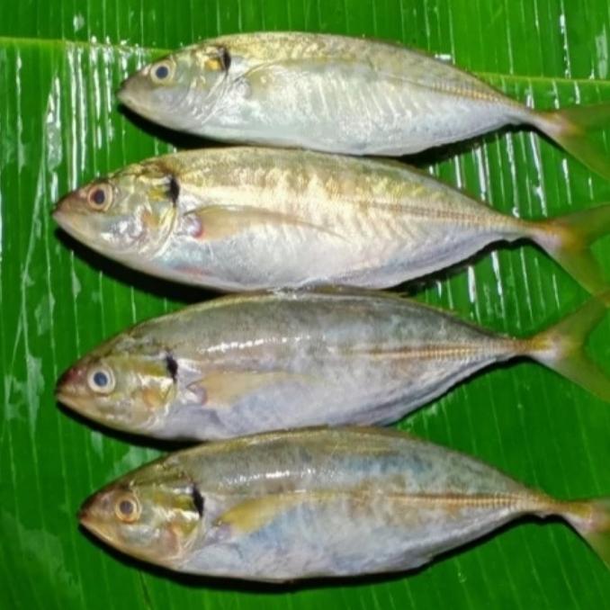 Gambar ikan kembung como segar - Biasa dari Tokokiki83 undefined Tokopedia