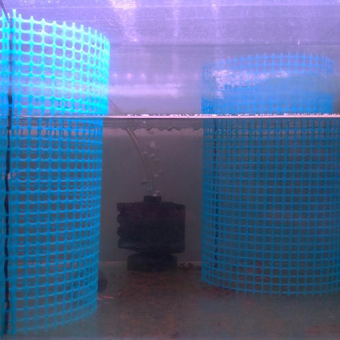 Gambar Jaring kotak Breeding Cage ikan Memphis Discus Kurungan / Sangkar jala dari Yekita Betta Gallery undefined Tokopedia